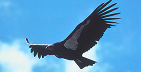 Flying California condor