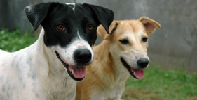 Two Philippine dogs rescued from dog meat trade