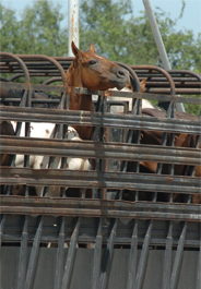 Trailer of horses bound for Mexico slaughter plant