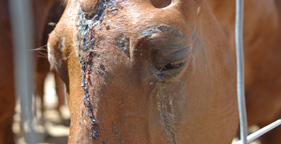 Injured horse bound for slaughter