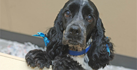 Black spaniel dog at Mississippi Animal Rescue League