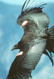 California Condors: They’ll Be Back