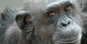 Kitty, a chimpanzee formerly used in research