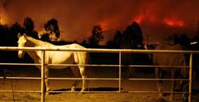 Horses in a pen as fire threatens San Diego, California