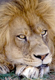 Sampson, an African lion at the Fund for Animals Wildlife Center