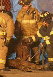 Belgian horse injured in Oct. 27 accident in Illinois