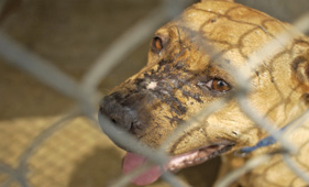Scarred fighting dog seized in Ohio