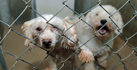 Two poodles rescued from Virginia puppy mill
