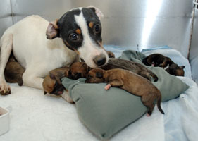 Dog rescued from Virginia puppy mill with newborn pups