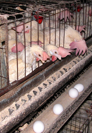 Egg-laying hens in battery cage