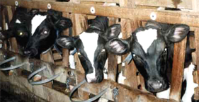 Calves in veal crates