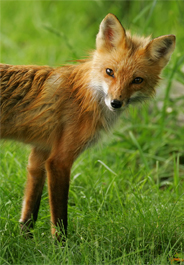 Fenced-In Fox Hunting