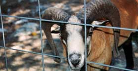 Barbados sheep enclosed at canned hunt
