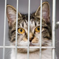 Tabby cat in cage