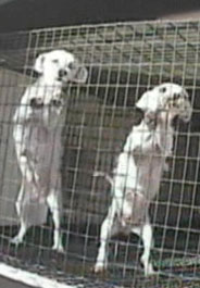 Fighting Puppy Mills Full-Force