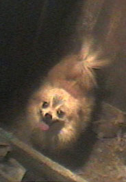 Pomeranian at a Virginia puppy mill