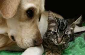 Yellow lab and tabby cat