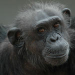 Kitty, a chimpanzee retired from research