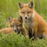 Two foxes in field