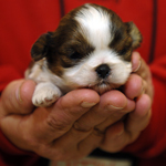 Puppy in hands