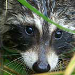 Raccoon face in grass