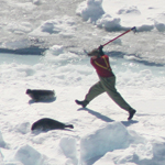 Fisherman clubs harp seal in Canada