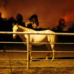 California wildfires behind a horse in pasture