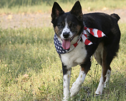 Dog with patriotic bandanna
