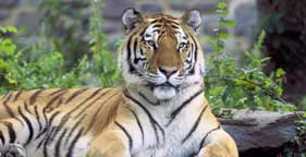 Siberian tiger in captivity