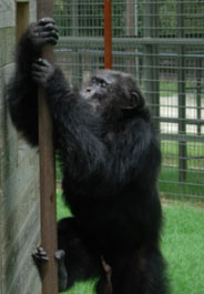 Midge, a chimpanzee retired from research