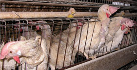Egg-laying hens in a battery cage