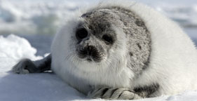 Harp seal on Canada's ice floes