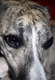 Brindle greyhound's face