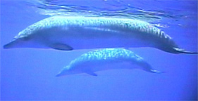 Beaked whales