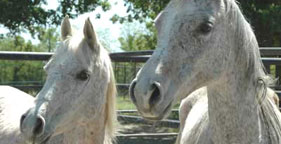 Mariah and Sahara, two horses rescued from slaughter by The HSUS