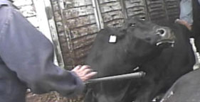 Downed cow prodded in face at California slaughterhouse