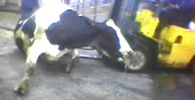 Downed cow pushed with forklift at California slaughterhouse