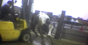 Downed cow being pushed with forklift at Hallmark Meat Packing in Chino, Calif.