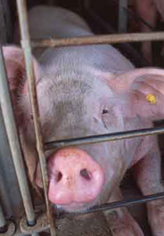 Pig in crate
