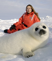 Rebecca Aldworth visits the harp seal nursery