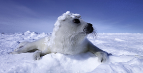 Whitecoat harp seal pup in Atlantic Canada