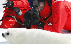 Nigel Barker photographs harp seal pup in Atlantic Canada