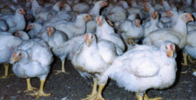 Chickens confined in warehouse