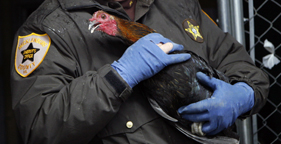 Rooster seized at Virginia cockfighting raid