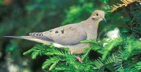 Mourning dove in tree