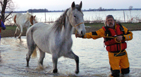 Horse led out of Missouri floodwaters