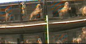 Dogs in cages at a puppy mill