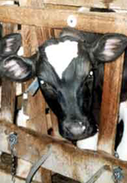 Calf in veal crate