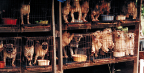Dogs in cages at puppy mill