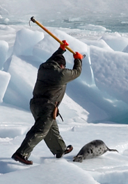 Sealer prepares to club a harp seal